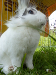 20140614 Cleo the bunny in back garden